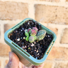 Load image into Gallery viewer, Adromischus herrei - 66mm
