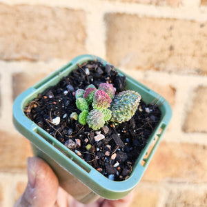 Adromischus herrei - 66mm