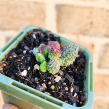 Load image into Gallery viewer, Adromischus herrei - 66mm
