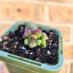 Adromischus herrei - 66mm