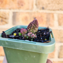 Load image into Gallery viewer, Adromischus herrei - 66mm
