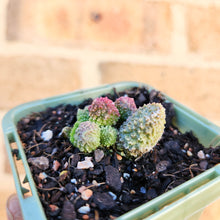 Load image into Gallery viewer, Adromischus herrei - 66mm
