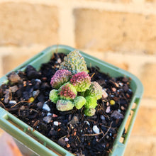Load image into Gallery viewer, Adromischus herrei - 66mm
