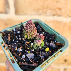 Adromischus herrei - 66mm