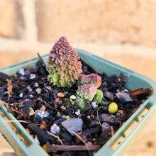 Load image into Gallery viewer, Adromischus herrei - 66mm
