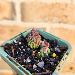 Adromischus herrei - 66mm