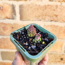Load image into Gallery viewer, Adromischus herrei - 66mm
