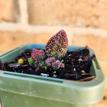 Load image into Gallery viewer, Adromischus herrei - 66mm
