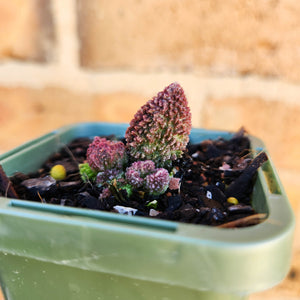 Adromischus herrei - 66mm