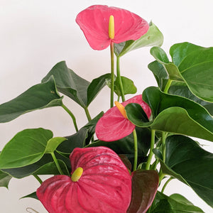 Anthurium Flamingo Flower - 180mm Ceramic Pot - Sydney Only