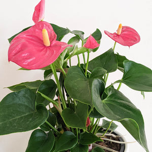 Anthurium Flamingo Flower - 180mm Ceramic Pot - Sydney Only