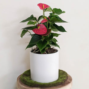 Anthurium Flamingo Flower - 180mm Ceramic Pot - Sydney Only