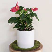 Load image into Gallery viewer, Anthurium Flamingo Flower - 180mm Ceramic Pot - Sydney Only
