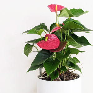 Anthurium Flamingo Flower - 180mm Ceramic Pot - Sydney Only