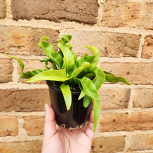 Load image into Gallery viewer, Asplenium antiquum Hurricane Birds Nest Fern - 100mm
