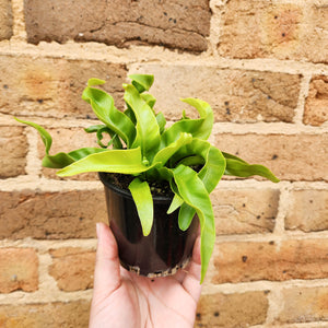 Asplenium antiquum Hurricane Birds Nest Fern - 100mm