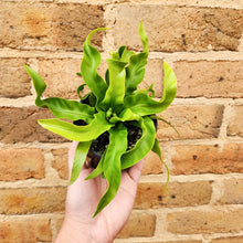 Load image into Gallery viewer, Asplenium antiquum Hurricane Birds Nest Fern - 100mm
