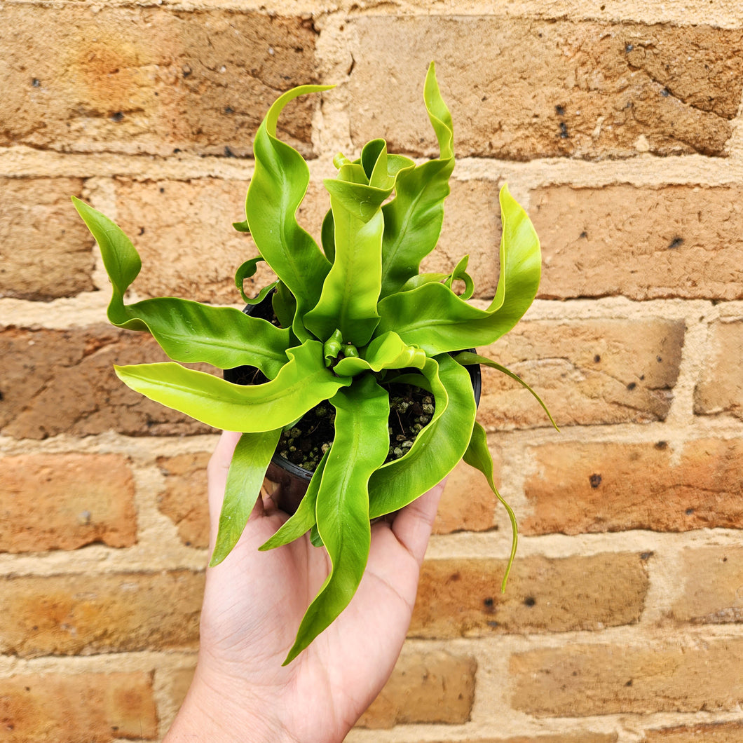 Asplenium antiquum Hurricane Birds Nest Fern - 100mm