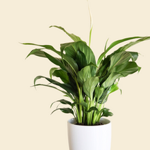 Load image into Gallery viewer, Spathiphyllum Stephanie Peace Lily - 120mm Ceramic Pot - Sydney Only

