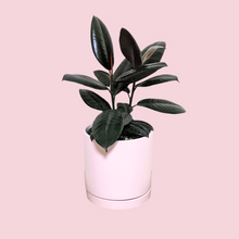 Load image into Gallery viewer, Ficus elastica Burgundy (Rubber Tree Plant) - 180mm Ceramic Pot - Sydney Only
