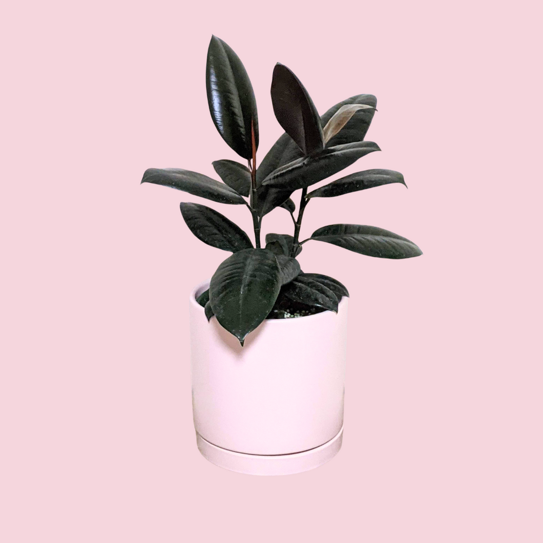 Ficus elastica Burgundy (Rubber Tree Plant) - 180mm Ceramic Pot - Sydney Only
