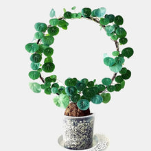 Load image into Gallery viewer, Black Iron Plant Trellis - Ring (22.5x34cmH)
