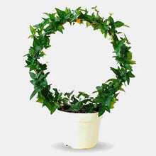 Load image into Gallery viewer, Black Iron Plant Trellis - Ring (22.5x34cmH)
