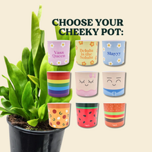 Load image into Gallery viewer, Assorted Potted Plant - CHOOSE YOUR CHEEKY POT - Sydney Only
