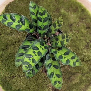 Calathea Insignis / Rattlesnake Plant - 90mm