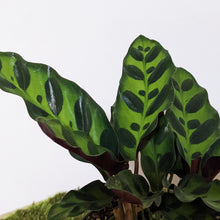 Load image into Gallery viewer, Calathea Insignis / Rattlesnake Plant - 90mm
