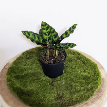 Load image into Gallery viewer, Calathea Insignis / Rattlesnake Plant - 90mm

