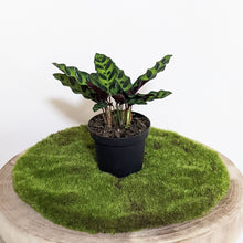 Load image into Gallery viewer, Calathea Insignis / Rattlesnake Plant - 90mm
