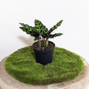 Calathea Insignis / Rattlesnake Plant - 90mm