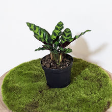 Load image into Gallery viewer, Calathea Insignis / Rattlesnake Plant - 90mm
