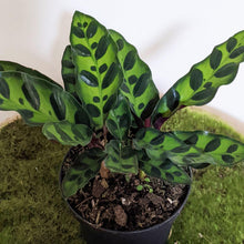 Load image into Gallery viewer, Calathea Insignis / Rattlesnake Plant - 90mm
