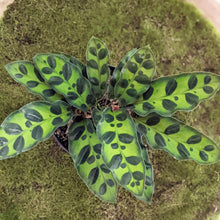 Load image into Gallery viewer, Calathea Insignis / Rattlesnake Plant - 90mm
