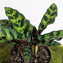 Load image into Gallery viewer, Calathea Insignis / Rattlesnake Plant - 90mm
