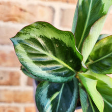 Load image into Gallery viewer, Calathea Maria - 100mm
