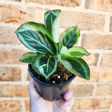 Load image into Gallery viewer, Calathea Maria - 100mm
