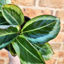 Load image into Gallery viewer, Calathea Maria - 100mm
