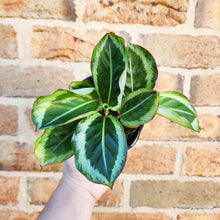 Load image into Gallery viewer, Calathea Maria - 100mm
