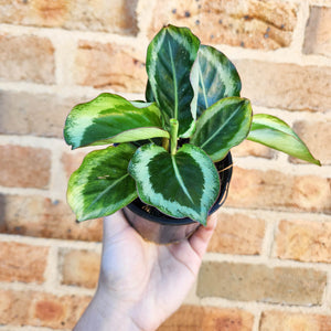Calathea Maria - 100mm