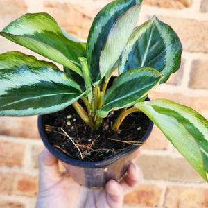 Calathea Maria - 100mm