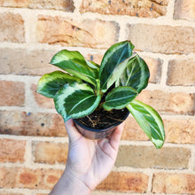 Load image into Gallery viewer, Calathea Maria - 100mm

