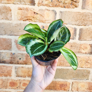 Calathea Maria - 100mm