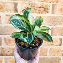 Load image into Gallery viewer, Calathea Maria - 100mm
