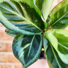 Load image into Gallery viewer, Calathea Maria - 100mm
