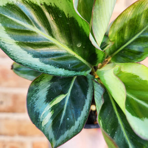 Calathea Maria - 100mm