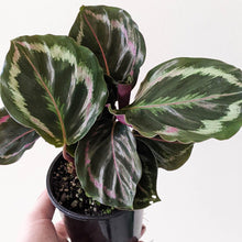 Load image into Gallery viewer, Calathea Medallion - 105mm
