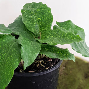 Calathea Musaica / Network Plant - 100mm